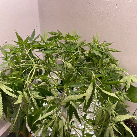 Peacock HB3 growlog photo: Introduced to H2O2
