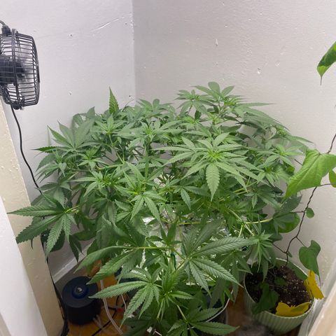 Peacock HB3 growlog photo: Switch to Flower