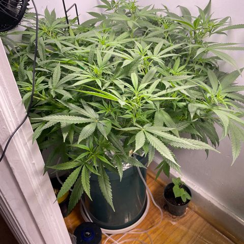Peacock HB3 growlog timeline photo