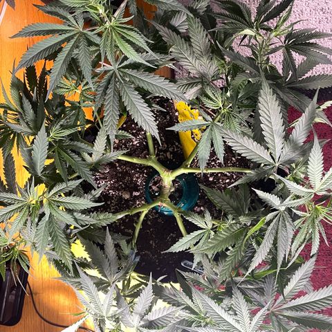 Jesus HB5 growlog timeline photo