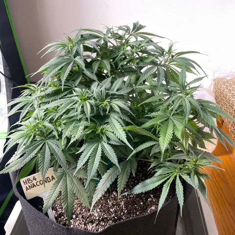 Anaconda  HB4 growlog timeline photo