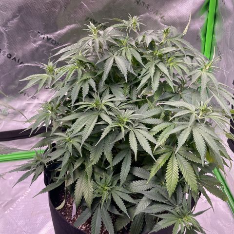Anaconda  HB4 growlog timeline photo