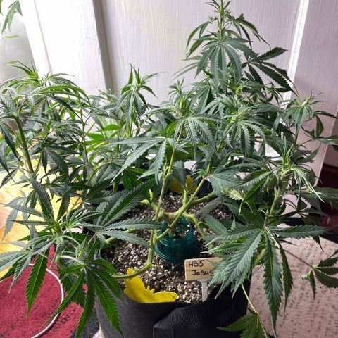 Jesus HB5 growlog timeline photo