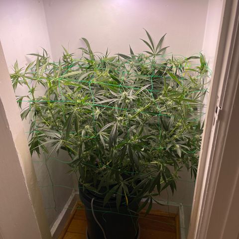 Peacock HB3 growlog timeline photo