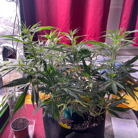 Jesus HB5 growlog timeline photo