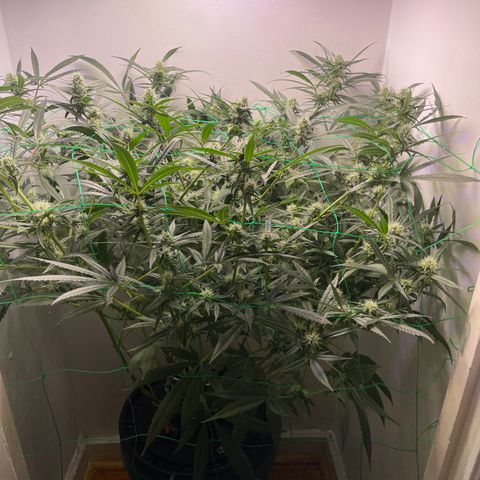 Peacock HB3 growlog timeline photo