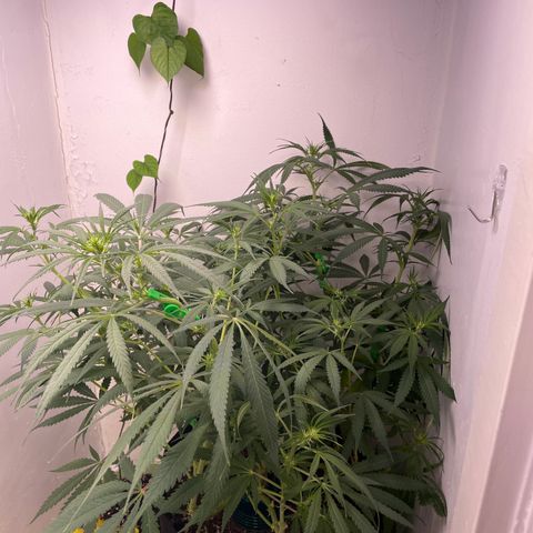 Jesus HB5 growlog timeline photo
