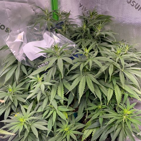 Anaconda  HB4 growlog timeline photo