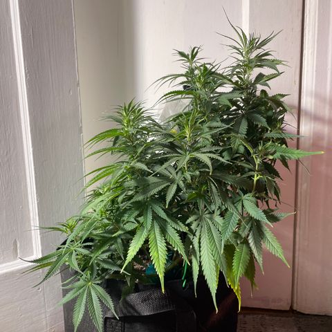 Anaconda  HB4 growlog timeline photo
