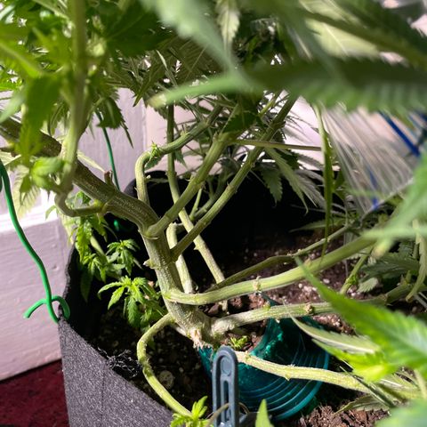 Anaconda  HB4 growlog timeline photo