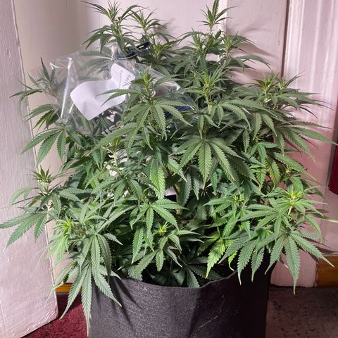 Anaconda  HB4 growlog timeline photo