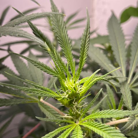 Jesus HB5 growlog timeline photo