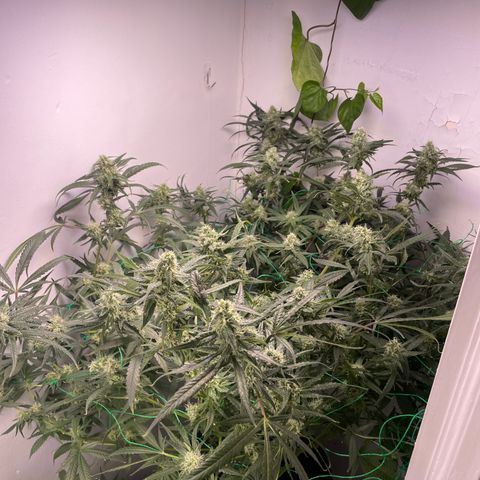 Peacock HB3 growlog timeline photo