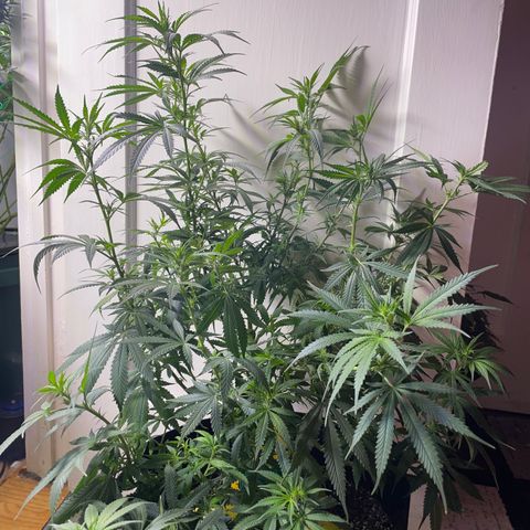 Anaconda  HB4 growlog timeline photo