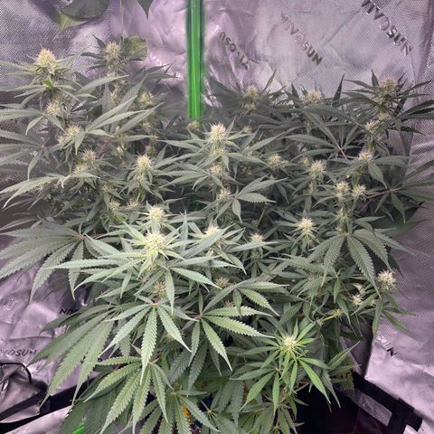 Jesus HB5 growlog timeline photo