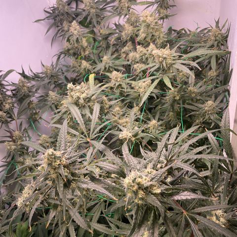 Peacock HB3 growlog timeline photo