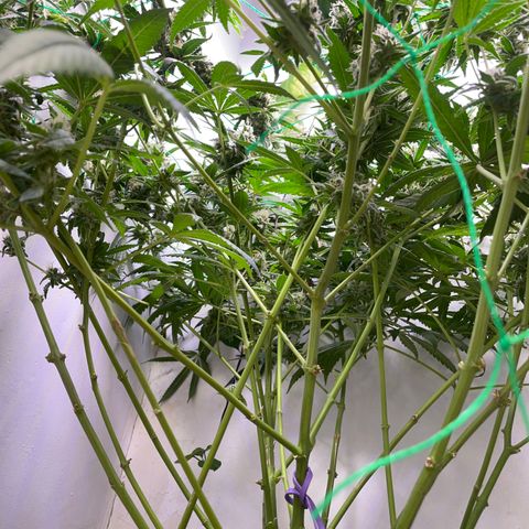 Peacock HB3 growlog timeline photo