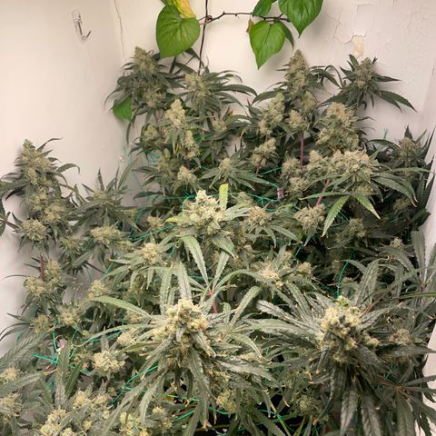 Peacock HB3 growlog timeline photo