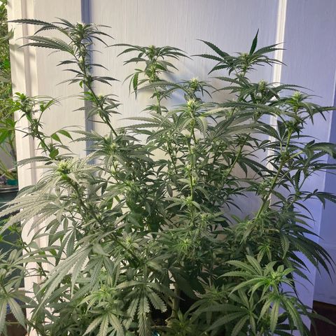 Anaconda  HB4 growlog timeline photo