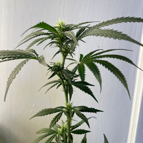 Anaconda  HB4 growlog timeline photo