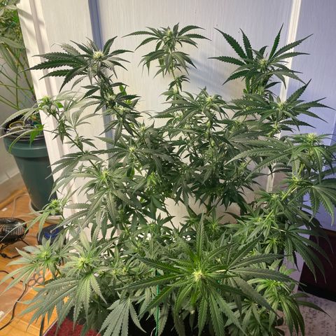 Anaconda  HB4 growlog timeline photo