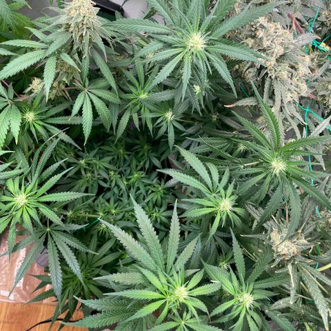 Anaconda  HB4 growlog timeline photo