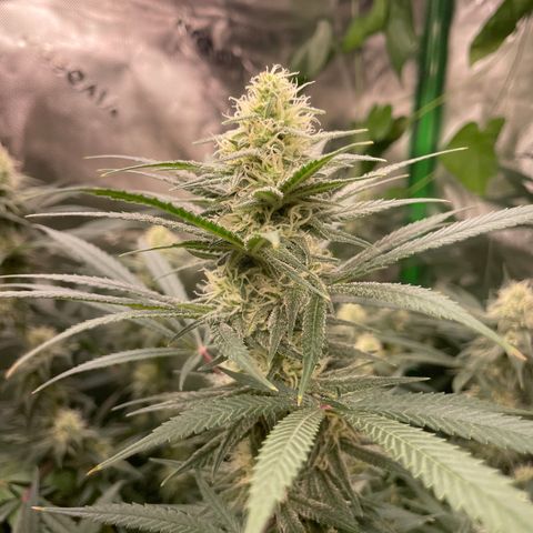 Jesus HB5 growlog timeline photo