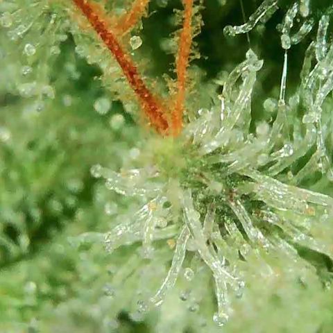 Peacock HB3 growlog timeline photo