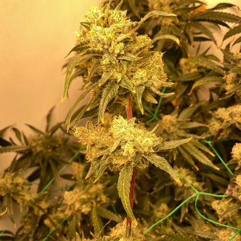 Peacock HB3 growlog timeline photo