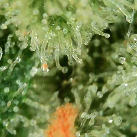 Peacock HB3 growlog timeline photo
