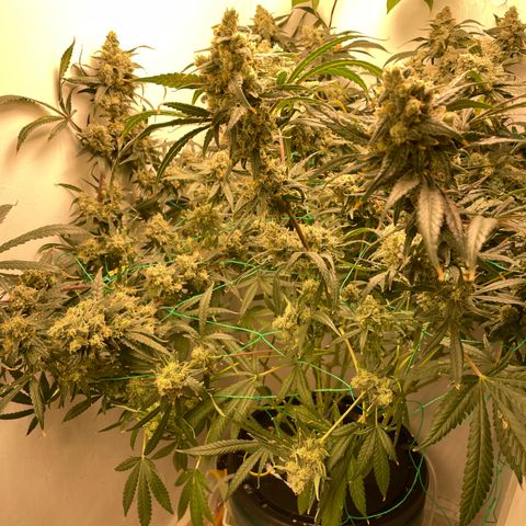 Peacock HB3 growlog timeline photo