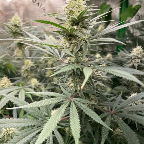 Jesus HB5 growlog timeline photo