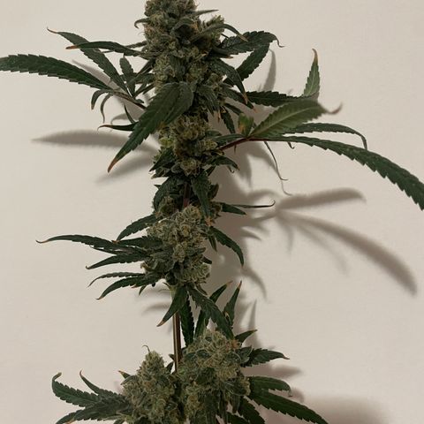 Peacock HB3 growlog timeline photo