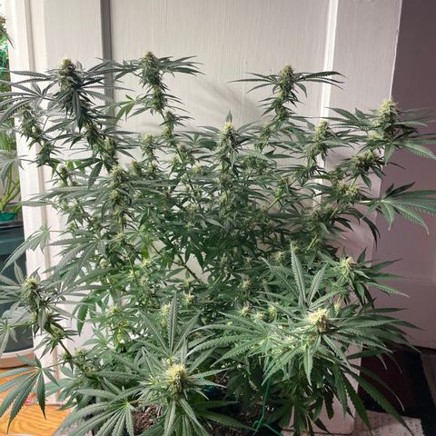 Anaconda  HB4 growlog timeline photo