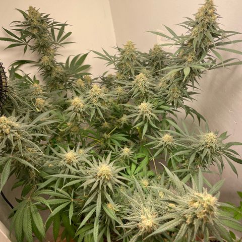 Jesus HB5 growlog timeline photo