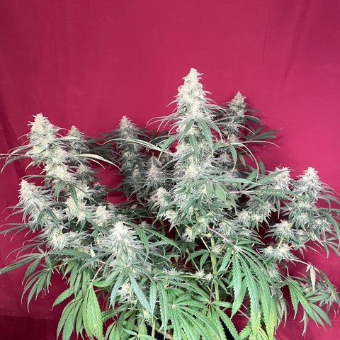 Jesus HB5 growlog timeline photo