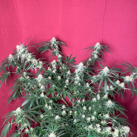Anaconda  HB4 growlog timeline photo