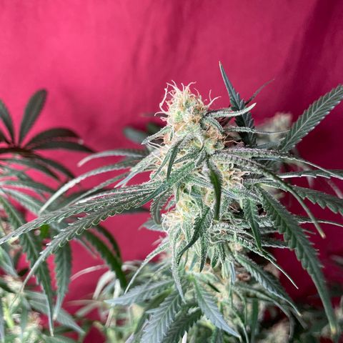 Anaconda  HB4 growlog timeline photo
