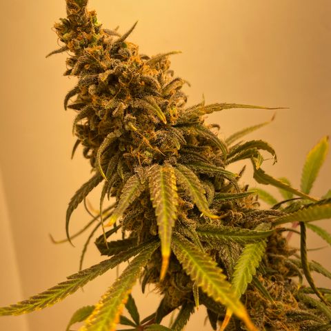 Jesus HB5 growlog timeline photo