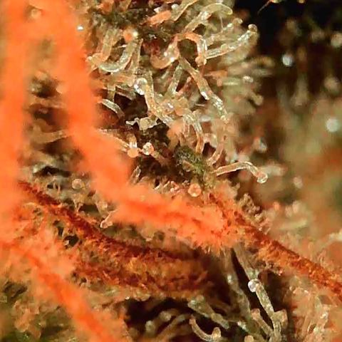 Jesus HB5 growlog timeline photo