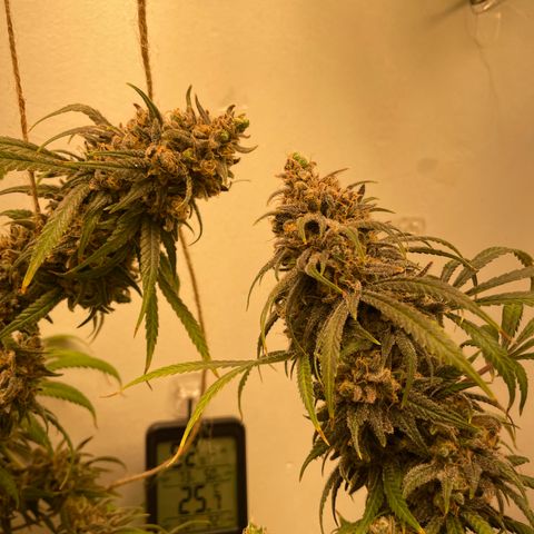Jesus HB5 growlog timeline photo