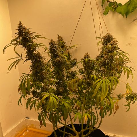 Jesus HB5 growlog timeline photo