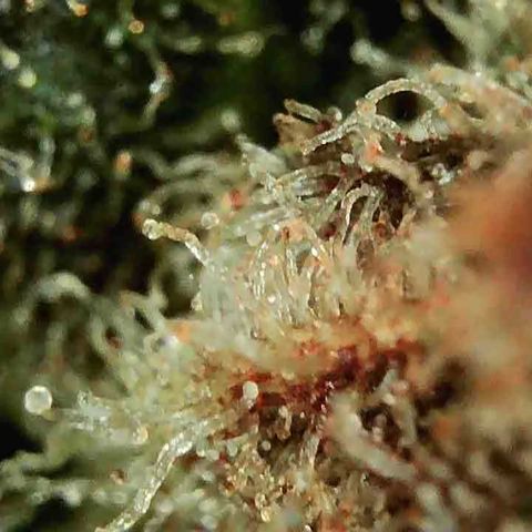 Jesus HB5 growlog timeline photo