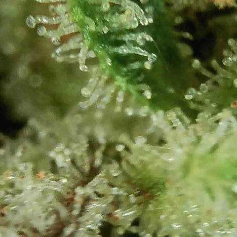Jesus HB5 growlog timeline photo