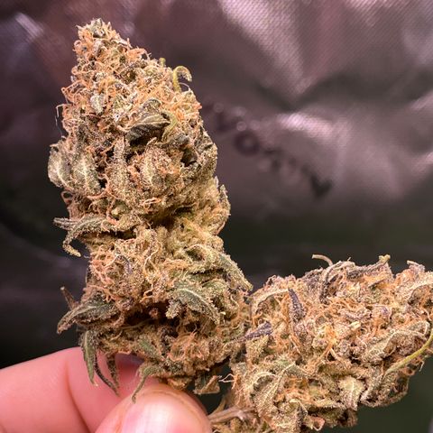 Jesus HB5 growlog timeline photo