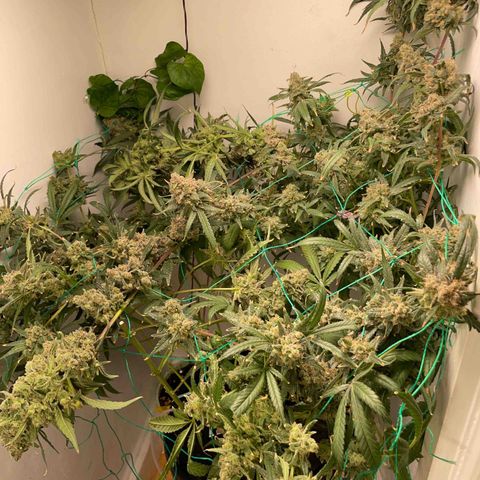 Peacock HB3 growlog timeline photo