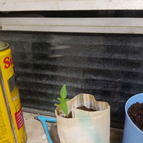 Casa03 - #2 growlog photo: Att