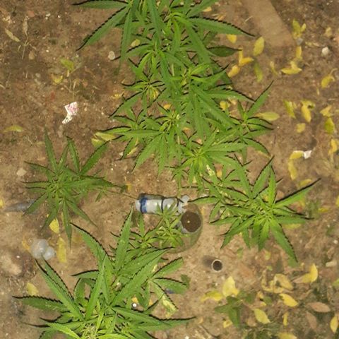 Casa03 - #2 growlog timeline photo