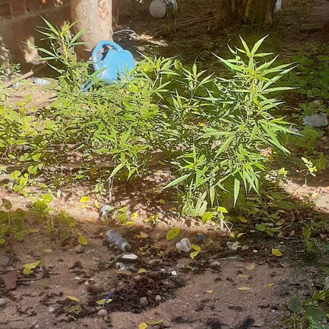 Casa03 - #2 growlog photo: Hoje ela tá amostrada kk