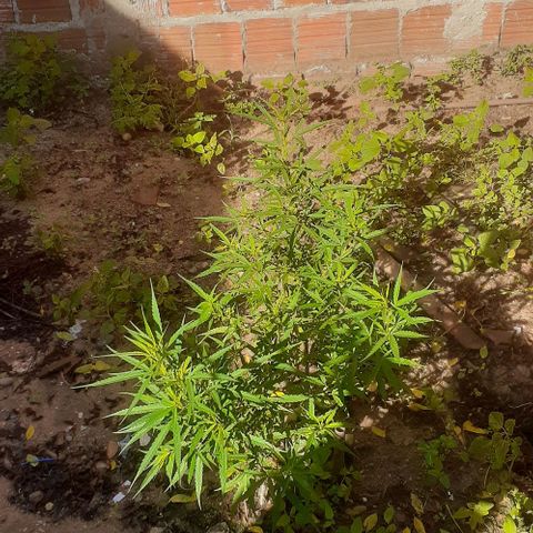 Casa03 - #2 growlog photo: Hoje ela tá amostrada kk